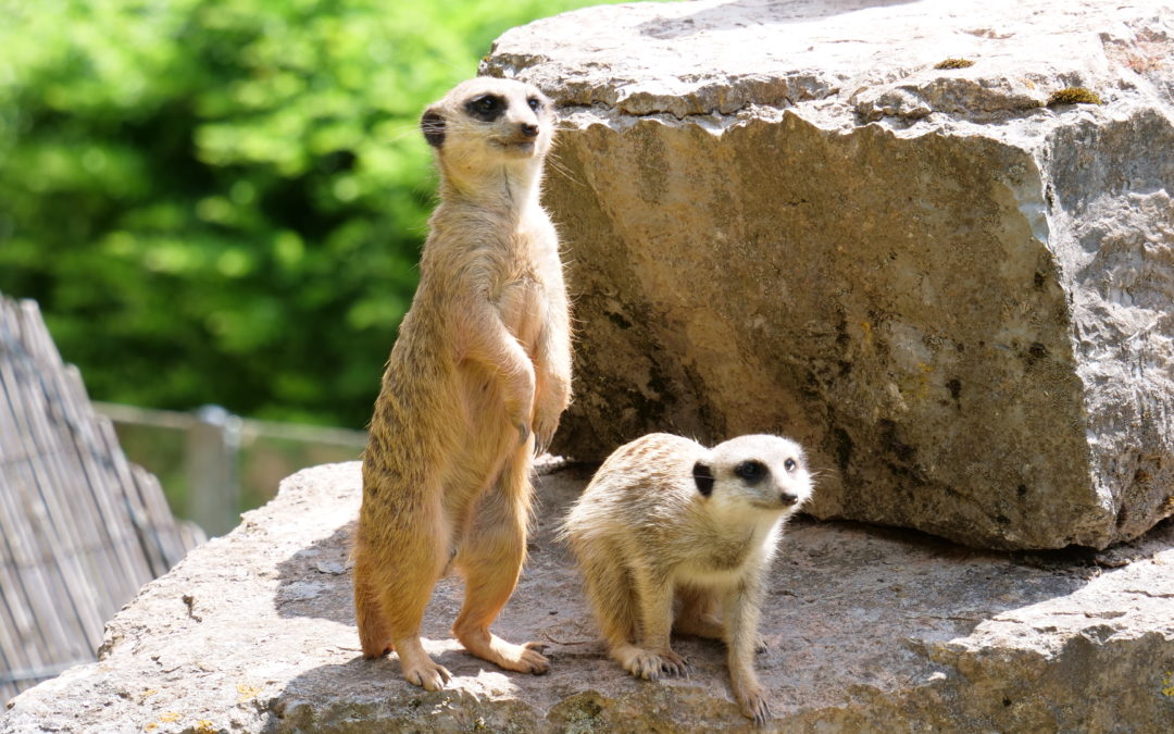 Hier findest du noch mehr Infos zum GDL-Sommer